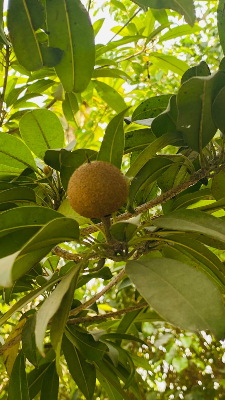 Chikoo (sapodilla) fruit on tree