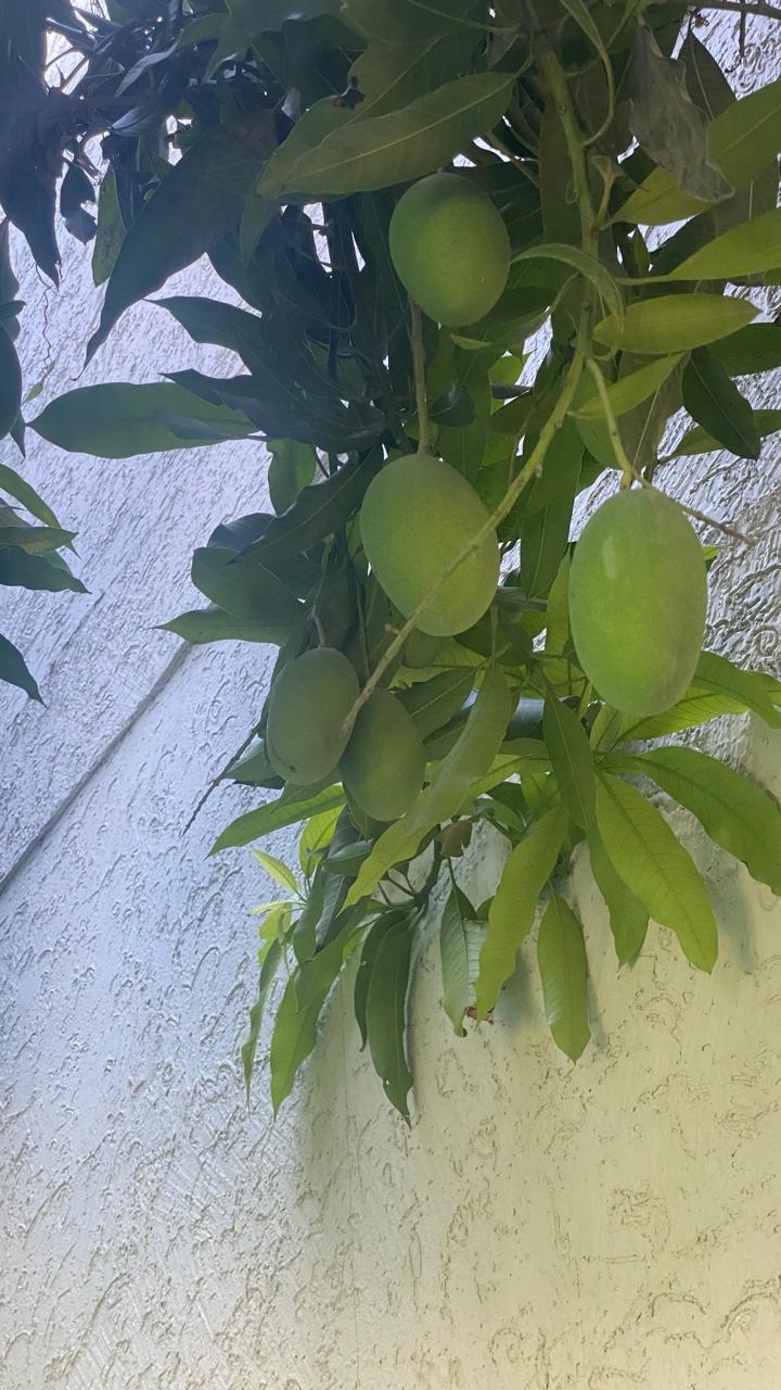Fresh mangoes growing on the property