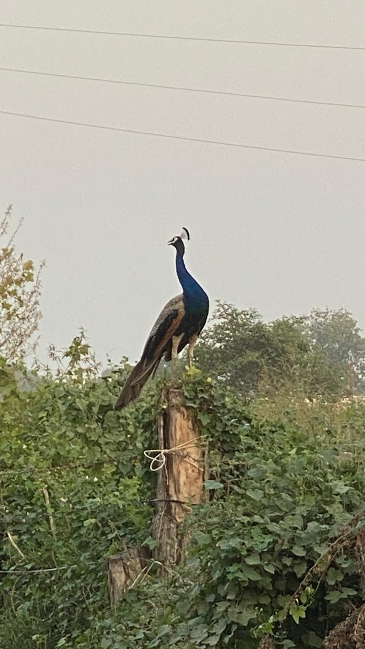 Resident peacock at Angel Garden Farmhouse