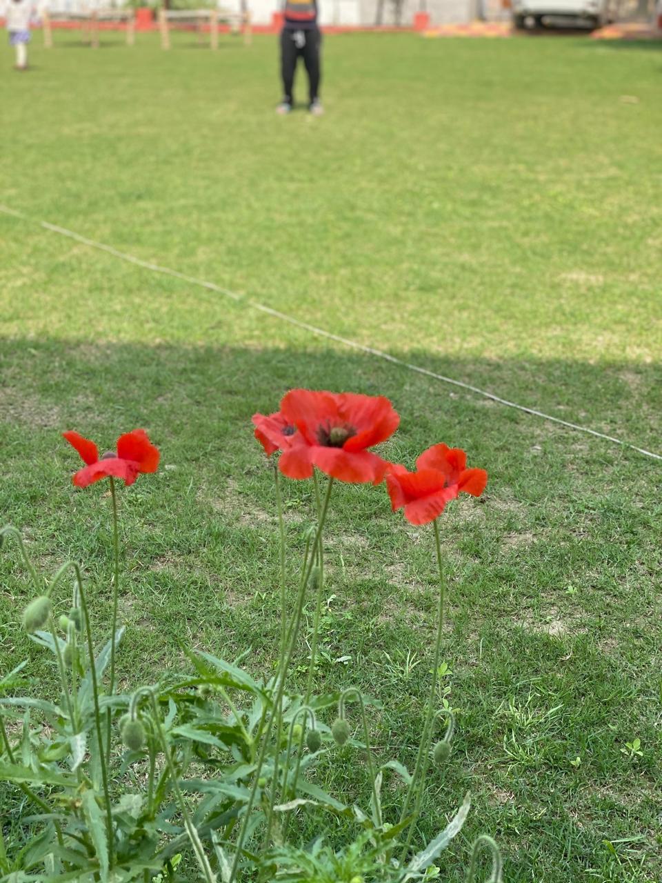 Wild poppy flowers on the lawn